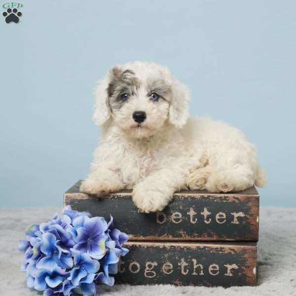 Leo, Miniature Poodle Puppy